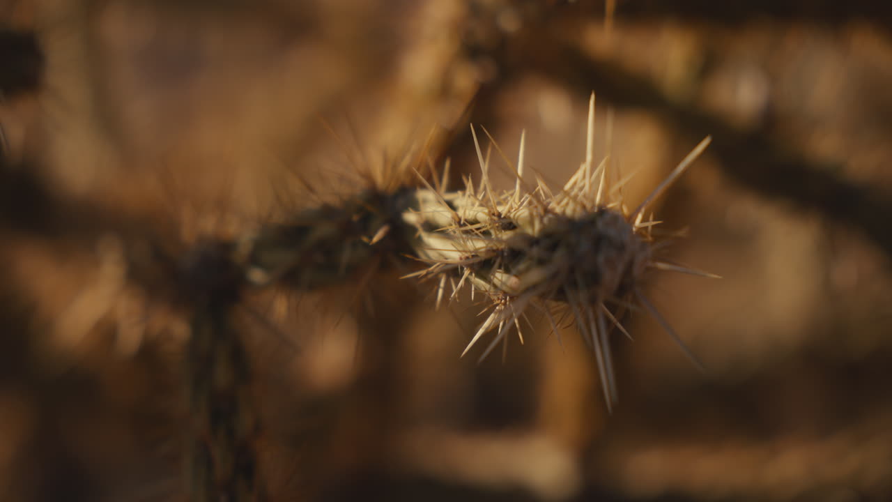 Close-up of Prickly Pear Cactus in Desert Landscape