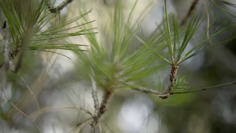 revealing-shot-of-the-fine-pine-needles-on-small-branches-going-out-of-focus