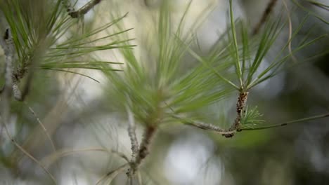 revealing shot of the fine pine needles on small branches going out of focus