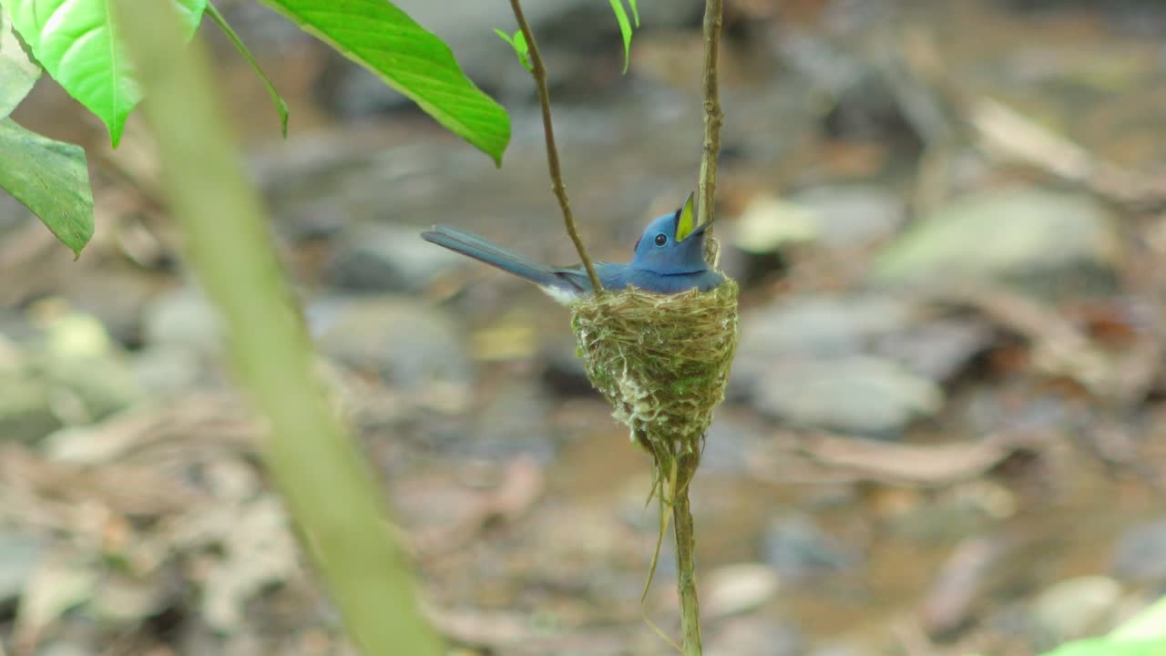 Blue bird rests in woven nest hanging between twigs above forest floor with leaves and rocks near a gentle stream in peaceful green setting of Khao Sok