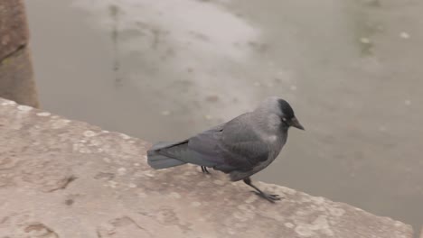 Westlicher-Dohlenvogel,-Der-Auf-Dem-Damm-Im-Hafen-Von-Stockholm,-Schweden,-Spaziert