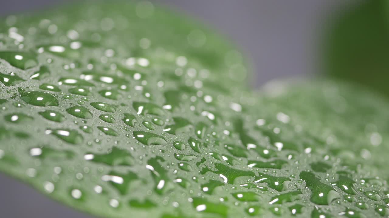 Scatto macro di gocce di rugiada su una foglia verde fresca