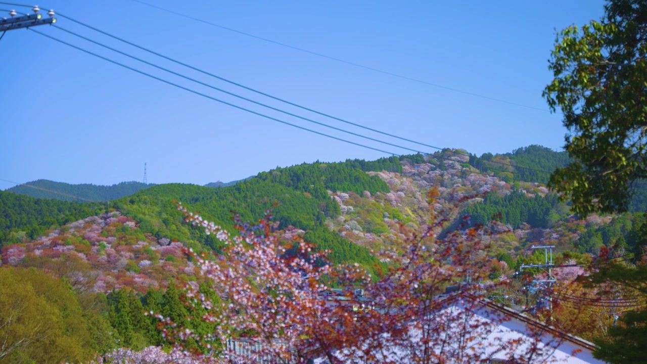Japonya'da Bahar Sakura Mevsimi, Nara'daki Yoshino'nun Yeşil ve Pembe Dalgalı Tepeleri
