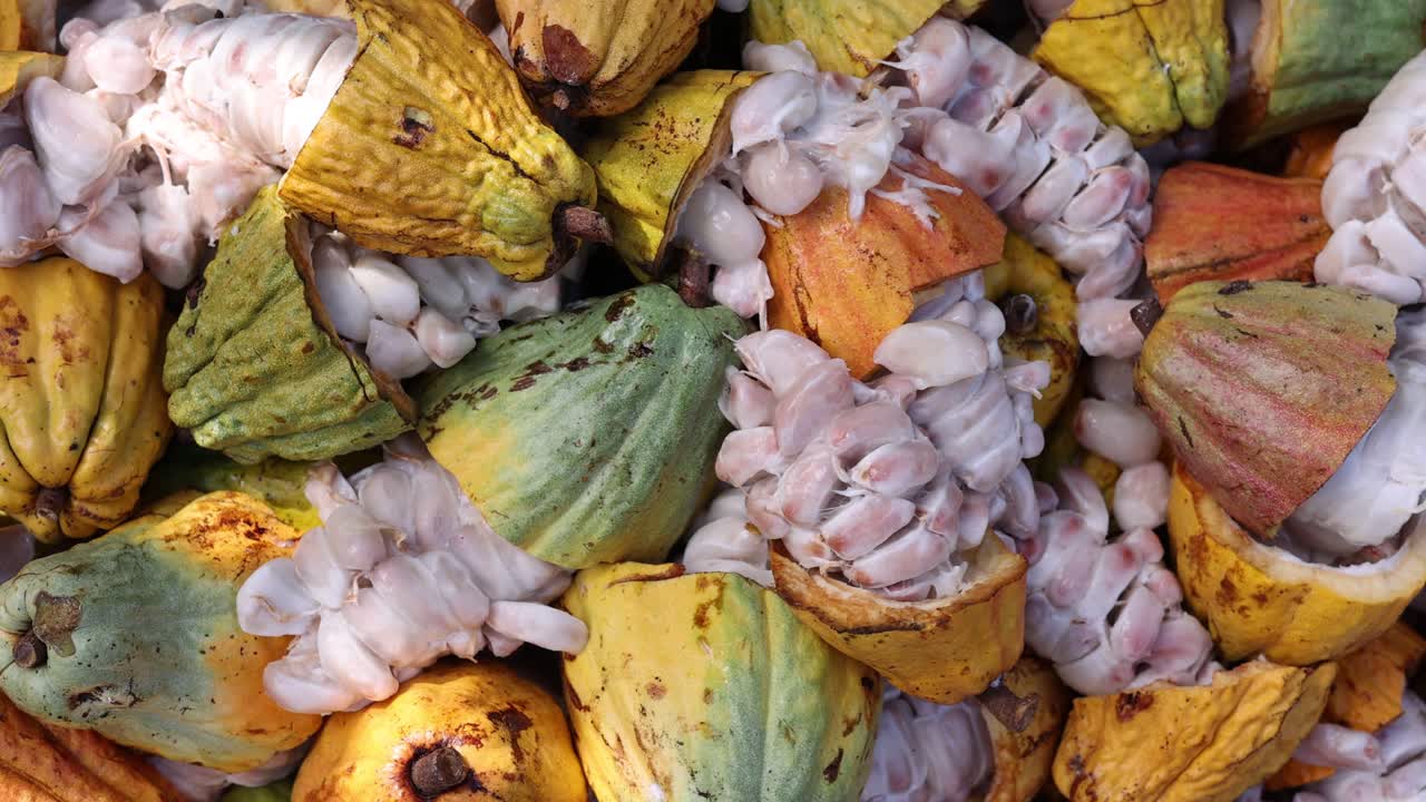 fruta de cacao cruda que expone la pulpa carnosa blanca