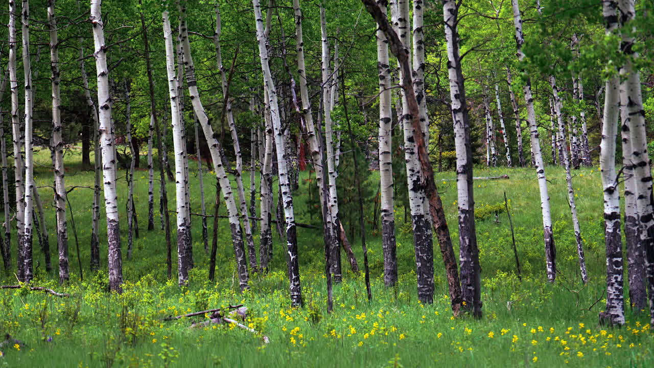 Cinematic Aspen Tree trees field Colorado Evergreen with yellow purple flowers lush green tall grass matured Aspen grove Snowmass Vail Copper Mountain Breckenridge Telluride Rocky Mountain Still