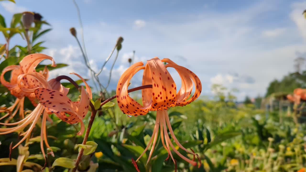 Striking orange spotted Tiger lily flower in garden in summer, close up