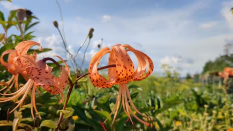 striking orange spotted tiger lily flower in garden in summer, close up