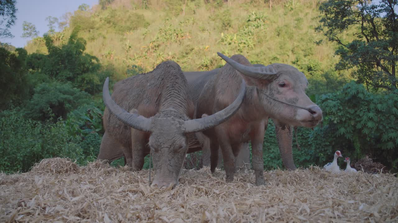 Water buffalo eating hay in a rural farm against a green hill backdrop