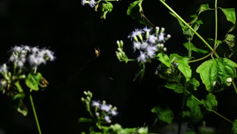 Braunbeinige-Spinne,-Neoscona-Vigilans,-Kaeng-Krachan-Nationalpark,-Thailand,-4K-Aufnahmen