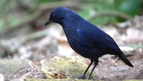 a beautiful blue javan whistling thrush bird is looking for food on the ground