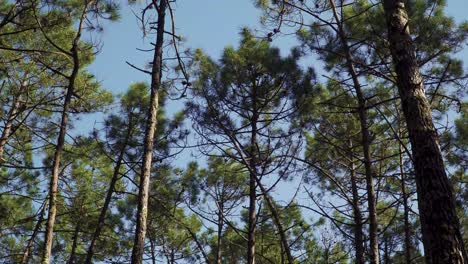 4k pine tree canopy’s or crowns shaking in the wind in a blue sky background, pine tree forest landscape