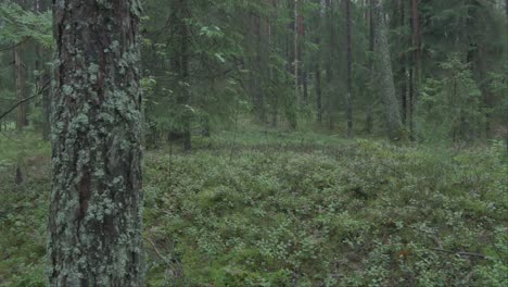 The-Blueberry-Bedding-in-the-Woods