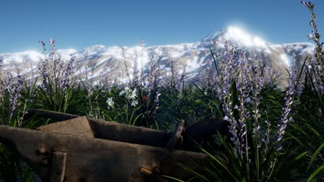 Campo-De-Lavanda-Con-Cielo-Azul-Y-Cubierta-Montañosa-Con-Nieve