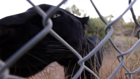 la pantera negra acurrucando la cámara a través de la valla del santuario de vida silvestre slomo