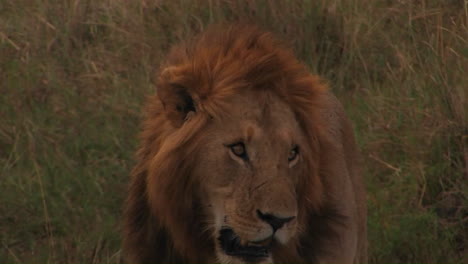 野生動物中的獅子褲