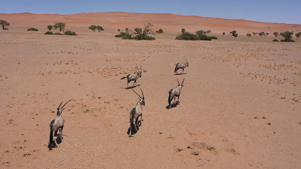 vista aérea de antílopes corriendo por el desierto de namibia en un día soleado