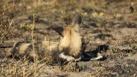 wide shot of a african wild dog laying in the morning sun and looking around, greater kruger