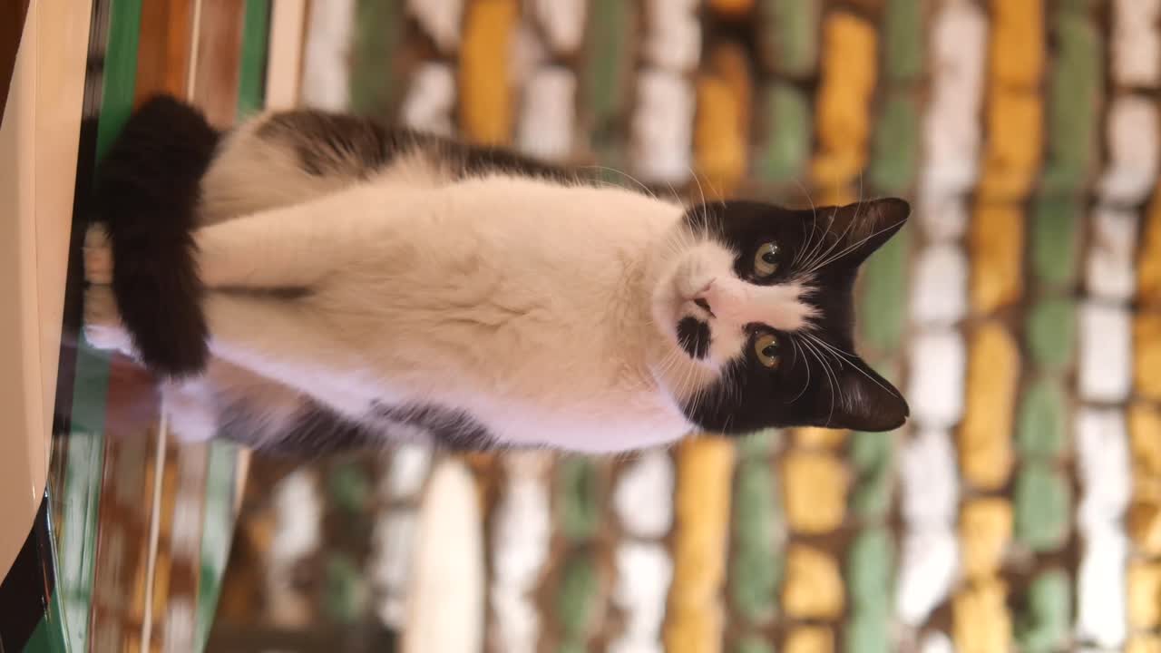 Un gatto bianco e nero