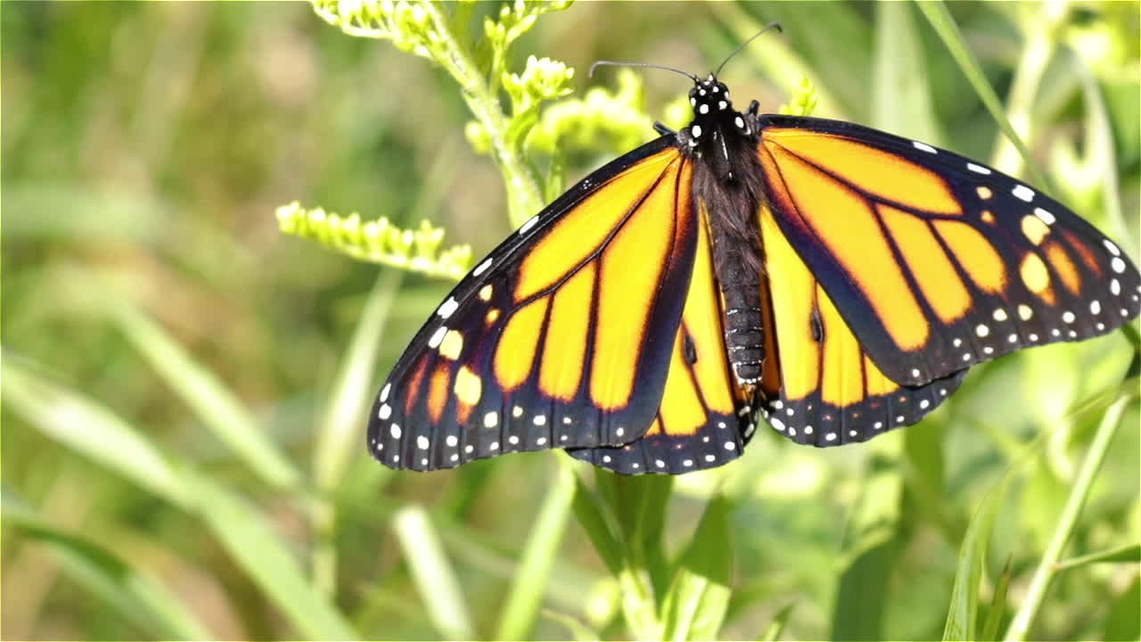 Monarch butterfly flexes wings in bright summer sunlight, close up