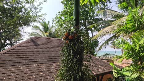 sequence of palm fruits being harvested