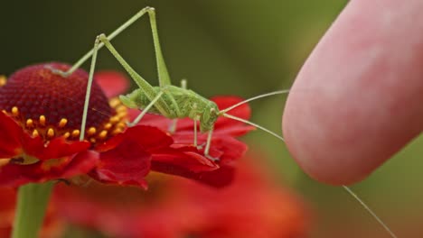 a human finger touches a green common grasshopper on red hierbera flower against blurred green background