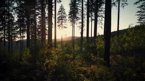 Vuelo-Aéreo-Entre-árboles-De-La-Selva-Negra-Al-Atardecer,-Escena-De-Cuento-De-Hadas,-Alemania