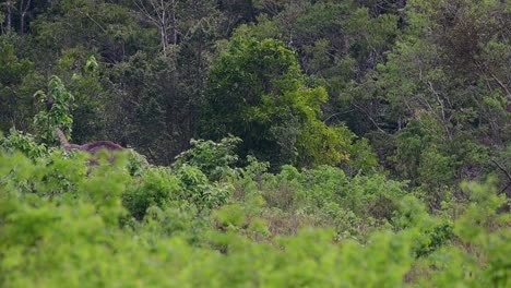 Los-Elefantes-Asiáticos-Son-Especies-En-Peligro-De-Extinción-Y-También-Son-Residentes-De-Tailandia