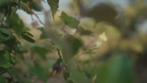 Close-view-of-twigs-and-green-leaves,-flower-on-tree-blooming,-shallow-focus