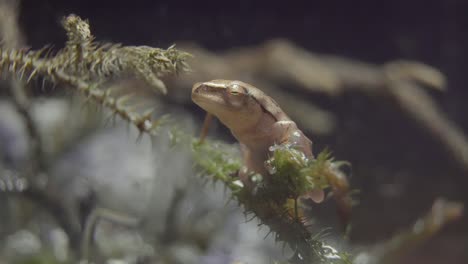 Asia-Common-Tree-Frog,-four-lined-tree-frog-from-asia-is-sitting-on-a-branch-and-blink-the-eye-at-forest-night,-close-up-shot