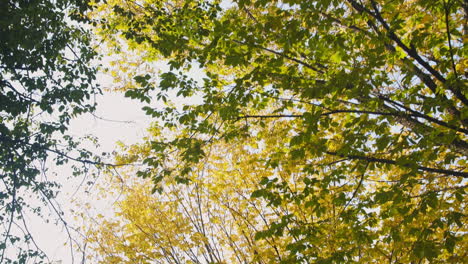 trees along the walkway on eastern parkway in brooklyn