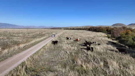 Drone-shot-of-car-driving-on-dirt-road-in-Willcox,-Arizona,-=-aerial-shot-with-cows-on-the-side-of-the-road