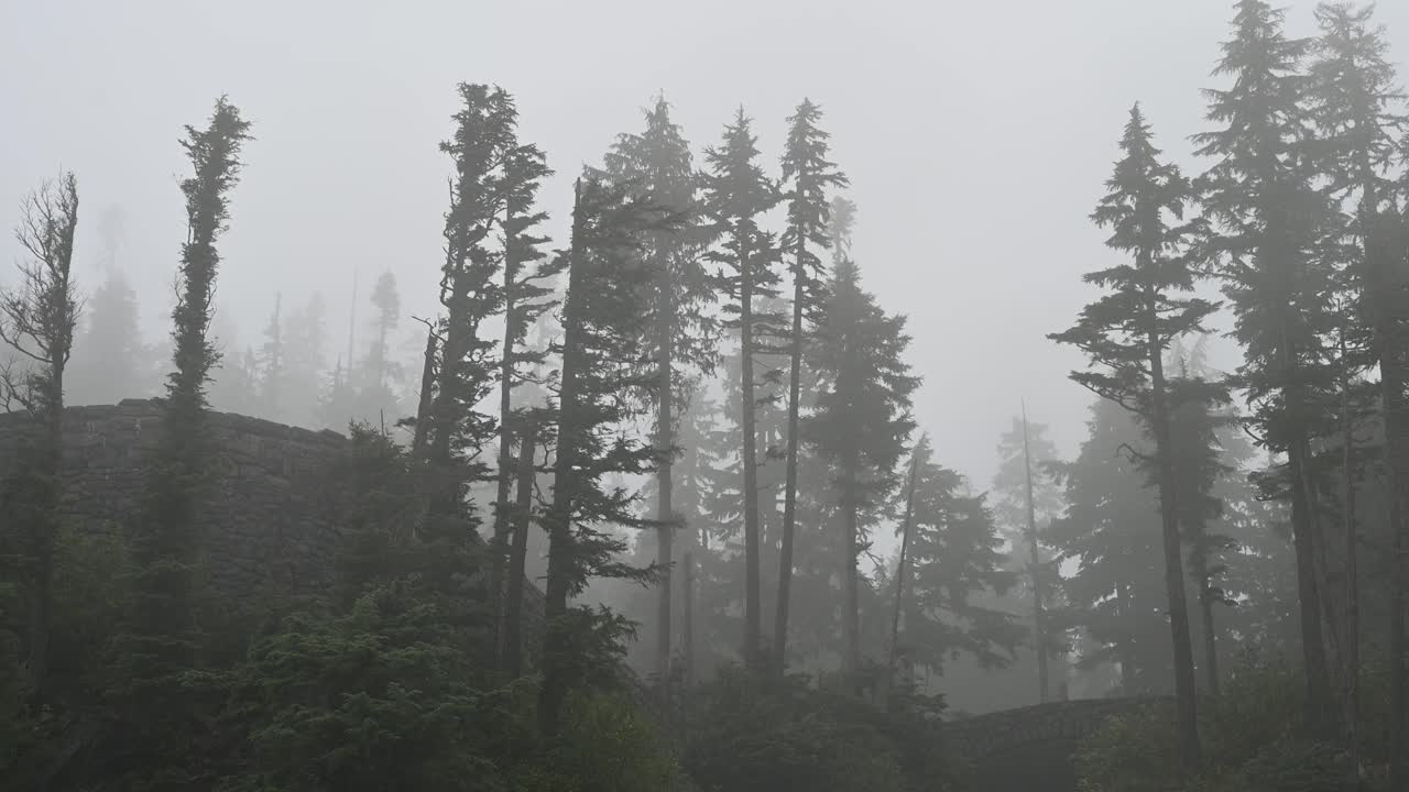 Foggy mountain forest with tall evergreen trees obscured by thick mist, creating a moody and atmospheric wilderness scene