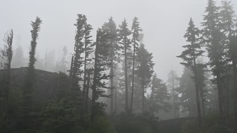 foggy mountain forest with tall evergreen trees obscured by thick mist, creating a moody and atmospheric wilderness scene