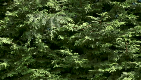 Immergrüne-Arborvitae-Äste.-20-Sek.-24fps.-Zeitlupe