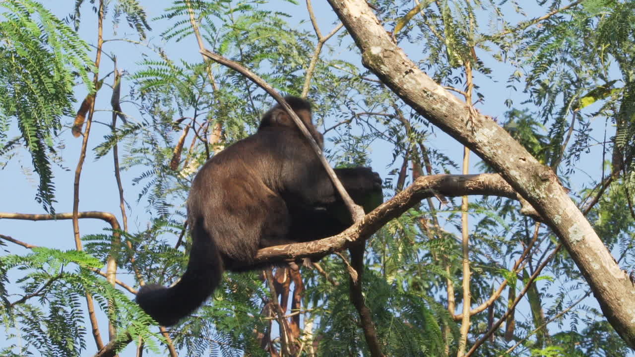 mono sosteniendo y comiendo aguacate enorme en los árboles en brasil