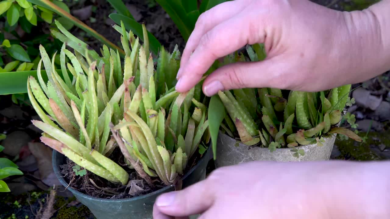 control manual de las plantas de aloe vera en macetas secas y amarillentas, cuidado de las plantas de la casa