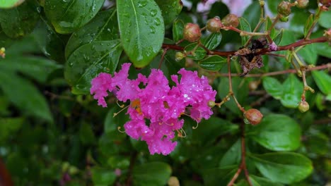 bright pink flowers bloom on wet green leaves after rain, close-up shot