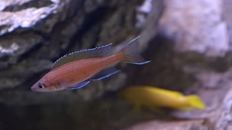 blue neon cichlid . fixed shot