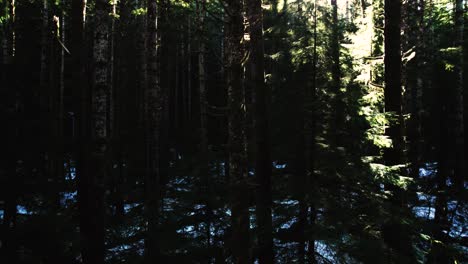 Sich-Langsam-Durch-Einen-Traum-Bewegen,-Wie-Immergrüner-Wald,-Linseneffekt,-Dolly-Rücken-Aus-Der-Luft