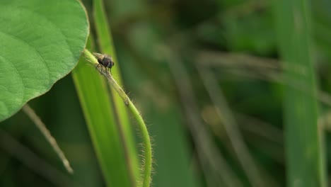 Fliegen-Auf-Dem-Gras-Aus-Nächster-Nähe