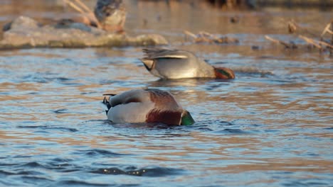 foraging male mallard duck and eurasian teal in shallow river water