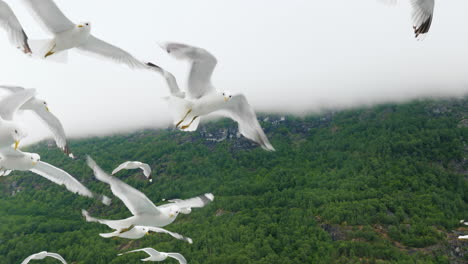 a flock of seagulls in flight against the background of picturesque mountains and fjords