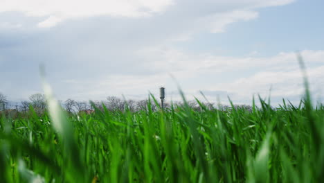 agricultura césped soplando viento oscilando en el campo de la agronomía prado granja al aire libre.