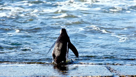 african penguin on the coast