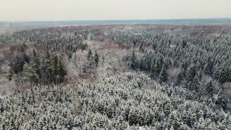 Spruce-tops-from-above