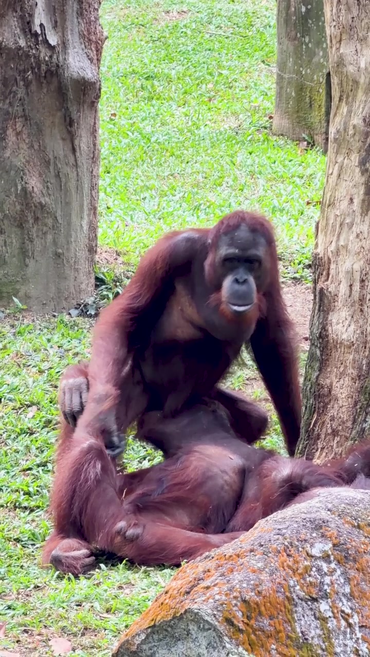 Due oranghi del Borneo siedono insieme sul suolo erboso della foresta in pieno giorno