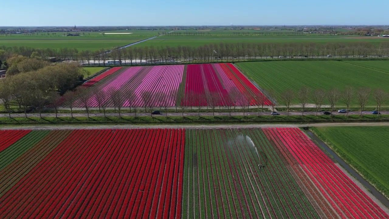 Betagende luftoptagelser, der flyver over farverige tulipanmarker. Stort landbrugslandskab med levende blomster, der blomstrer om foråret.