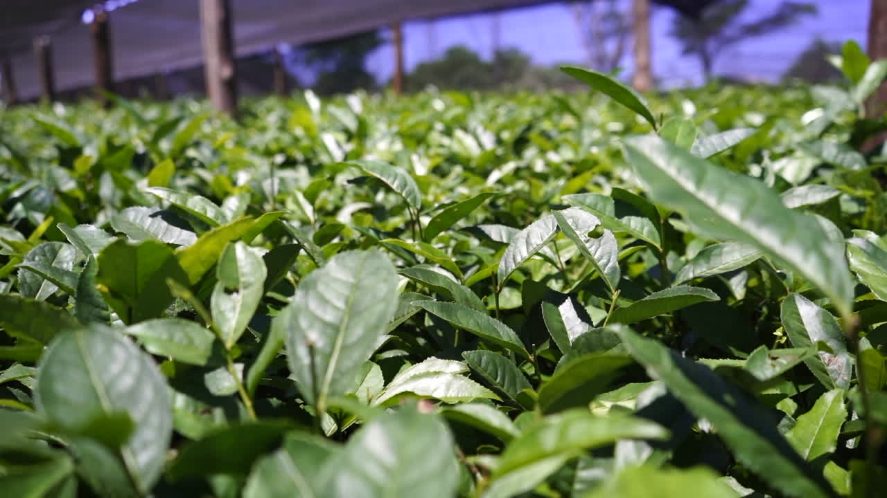 vista de cerca de las pequeñas plantas de camelia sinensis que se preparan para la siembra