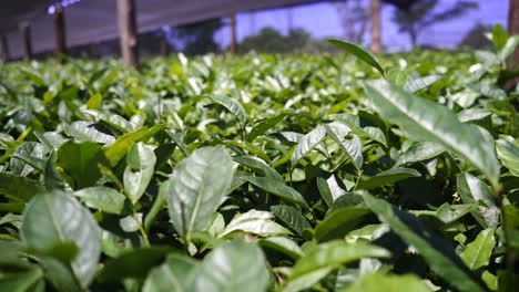 close-up view of small camellia sinensis plants being prepared for planting