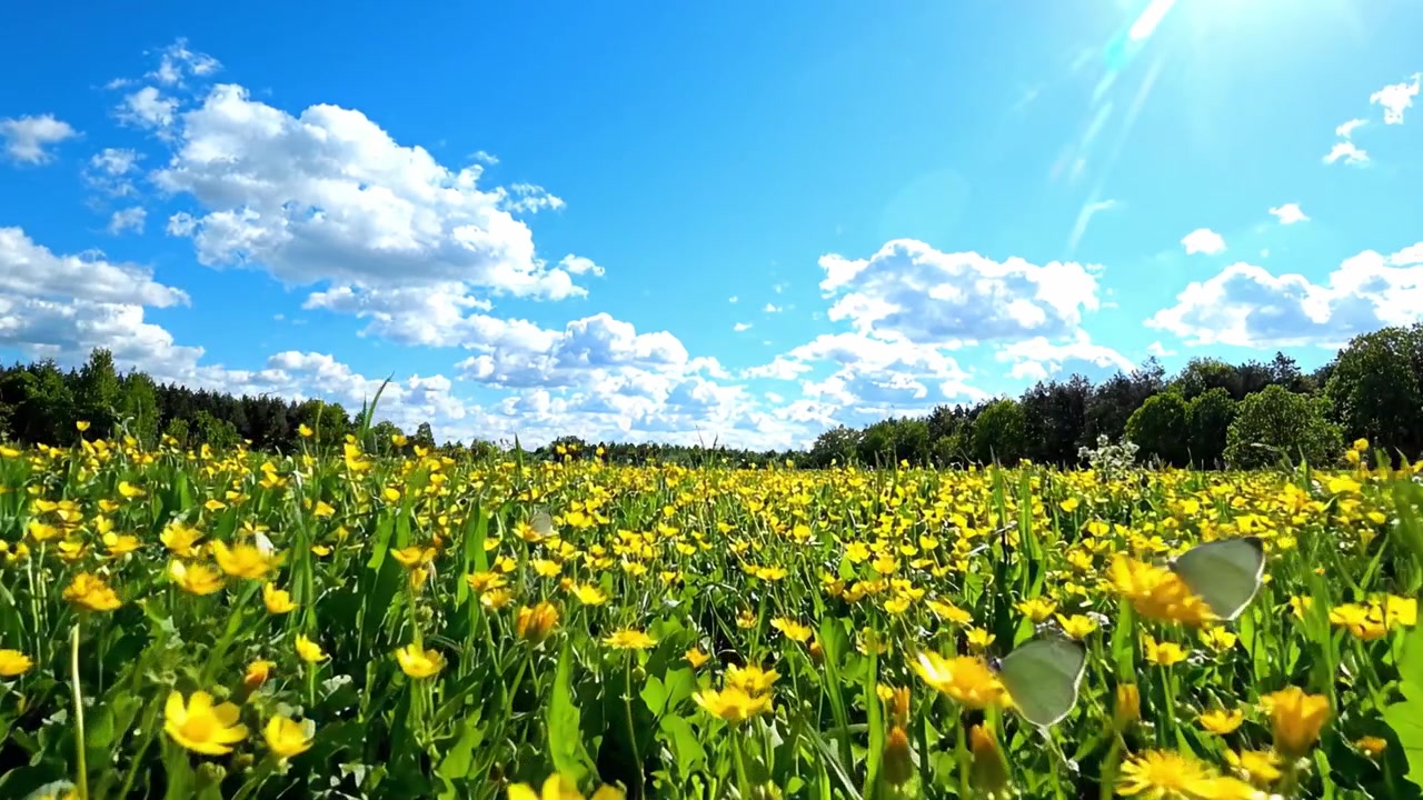 Un vibrante campo di fiori gialli sotto un cielo azzurro limpido con nuvole soffici e la luce solare brillante che illumina lo splendore della bellezza e della tranquillità della natura.